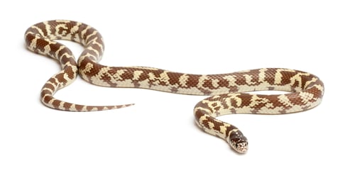 Preview: Banana eastern kingsnake or common kingsnake, Lampropeltis getula californiae