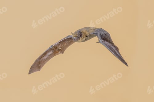 Preview: Flying Pipistrelle Bat from above on bright background