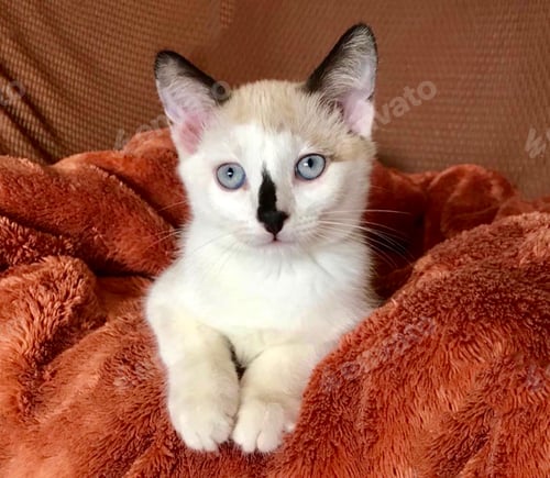 Preview: ORANGE
Adorable kitty lying on soft