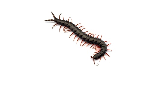 Preview: Giant centipede isolated on white background
