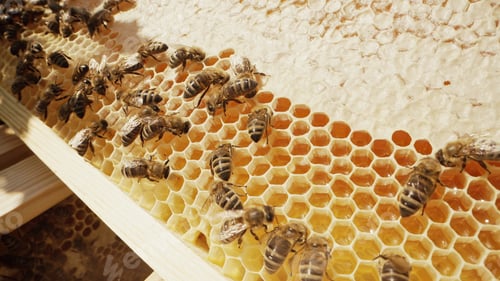 Preview: Busy Bees Family Working In Wooden Hive. Apiary, Beekeeping, Collective Work