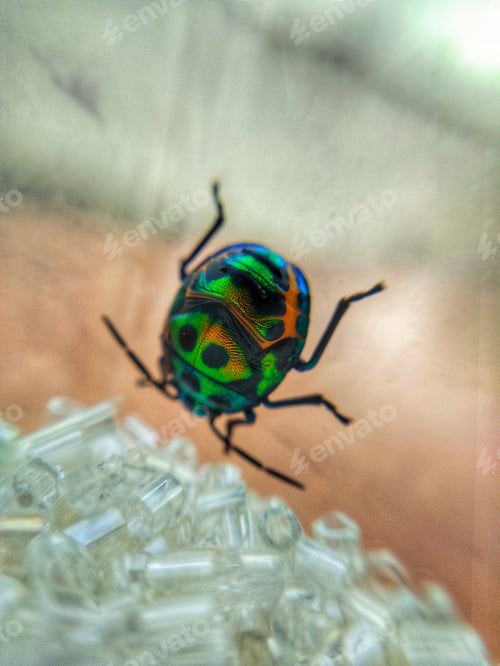 Preview: A colorful Bug