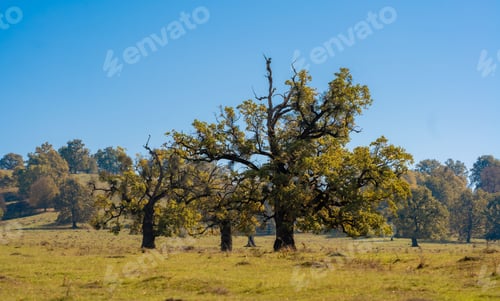 Preview: Lush Meadow with Oak Trees