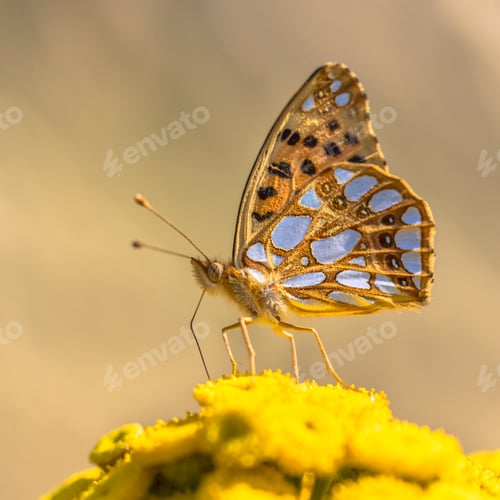 Preview: Queen of Spain fritillary