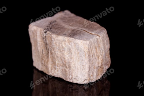 Preview: Macro mineral stone petrified tree on black background