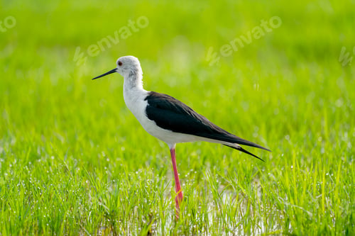 Preview: One black-winged stilt bird stand in swamp and grass field alone to look for food in water