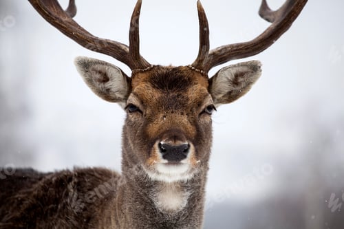 Preview: Deer close-up