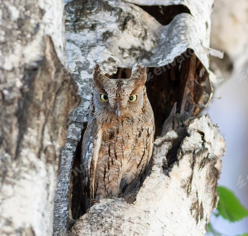 Preview: Eurasian scops owl, Otus scops. In the morning, a bird peeks out of its nest