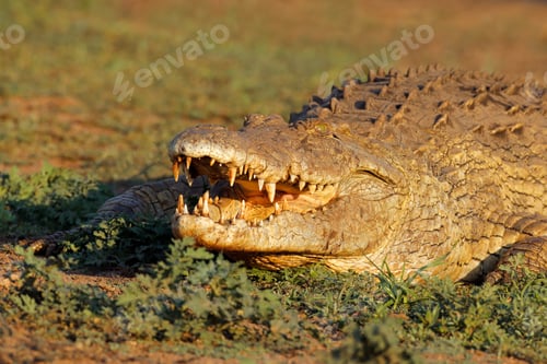 Preview: Nile crocodile with open jaws