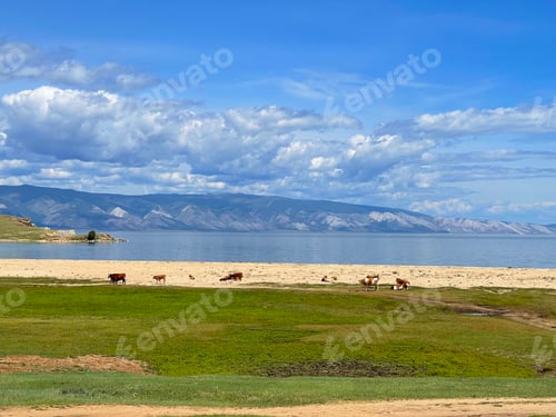 Preview: Cows graising near Lake Baikal, Russia