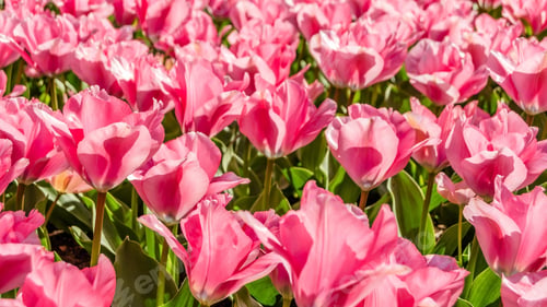 Preview: Tulips, petal, lovely, wallpaper, background