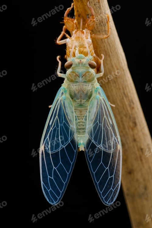 Preview: cicadas