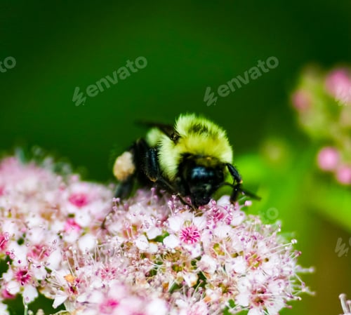 Preview: A bumblebee on a pink flower, closeup macro nature photo