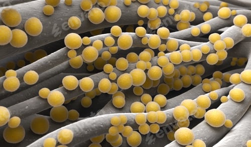Preview: Staphylococcus aureus MRSA