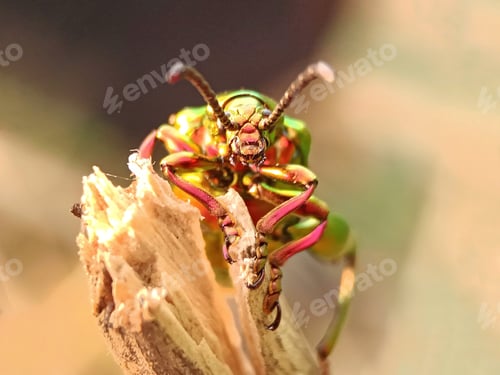 Preview: Long horn beetle