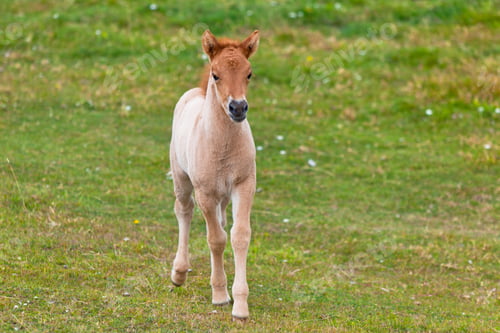 Preview: Brown Horse Foal in a Green Field of Grass.