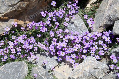 Preview: purple flower emerging from the rock