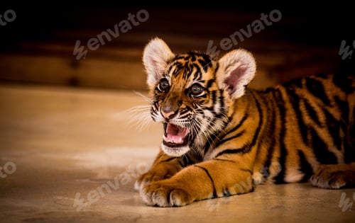 Preview: Little tiger lay down on ground in the zoo is animal wide life.