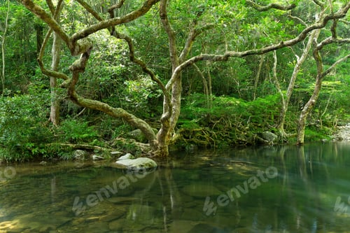 Preview: Rain forest