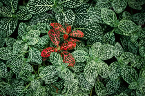 Preview: Leaves Of Fittonia Vershaffeliti In Botanical Garden