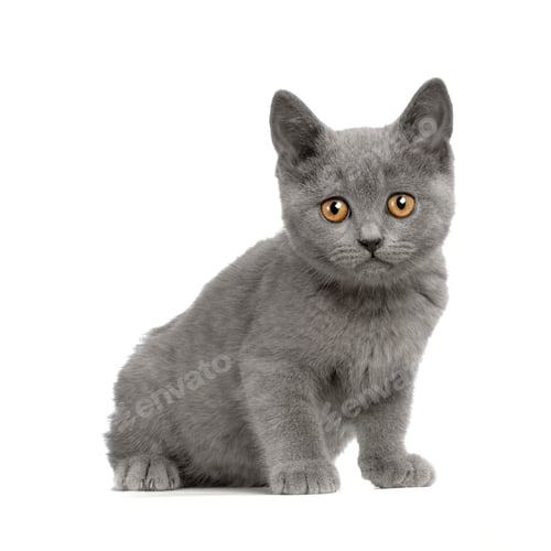 Preview: Chartreux Kitten