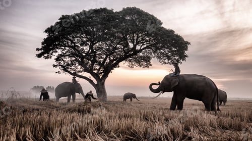 Preview: Silhouette of an elephants, ostrich and stunning eagle in Thailand. Landscape scene.