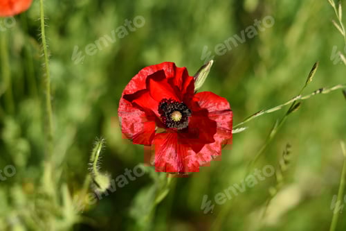 Preview: poppy in the meadow close up on a sunny summer day