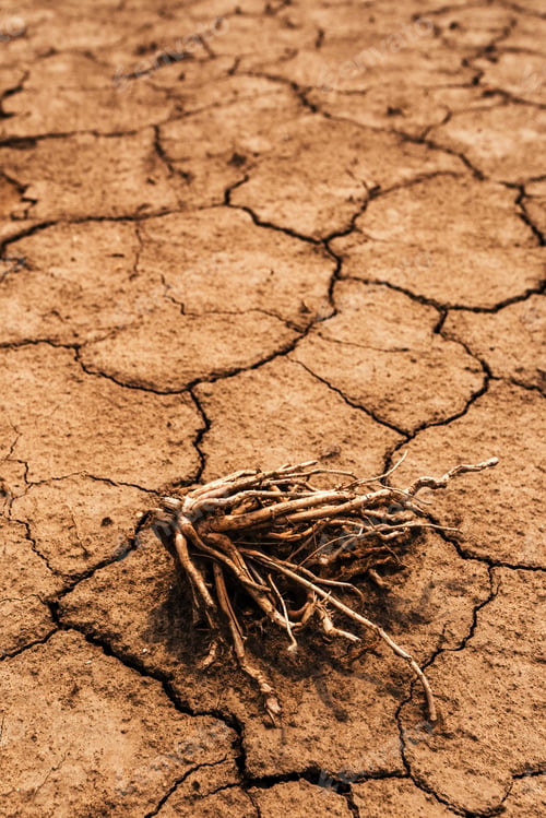 Preview: Dry corn plant root on cracked dusty soil ground