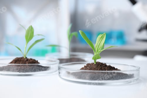 Preview: Green plants with soil in Petri dishes on table in laboratory. Biological chemistry