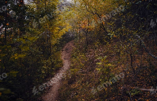 Preview: Autumn forest nature. Scenery of nature in fall season.