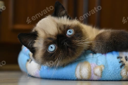 Preview: A beautiful kitten of breed exotic shorthair beauty seal point with blue eyes