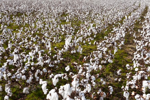 Preview: Ripe cotton plant agricultural field NC USA