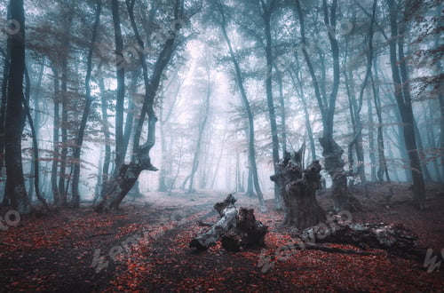 Preview: Mystical dark autumn forest with trail in blue fog