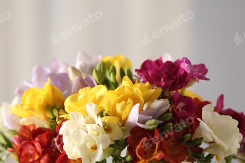 Preview: Beautiful bouquet of spring freesia flowers on blurred background, closeup