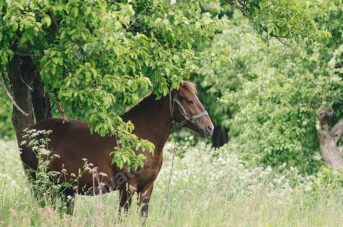 Preview: horse grazing in the apple orchard
