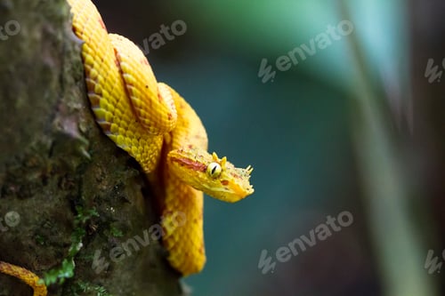 Preview: Eyelash Viper Up Close in Costa Rica
