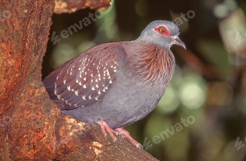 Preview: Speckled Pigeon