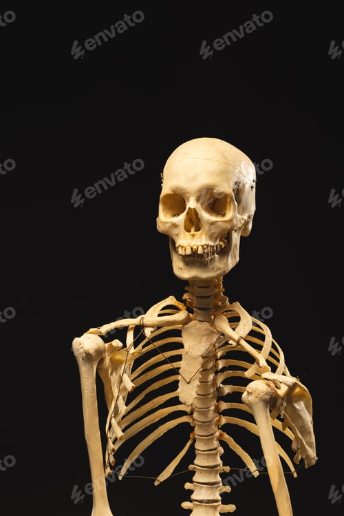 Preview: Vertical image of plastic skeleton with copy space on black background