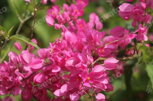 Vorschau: Die Natur im Sommer