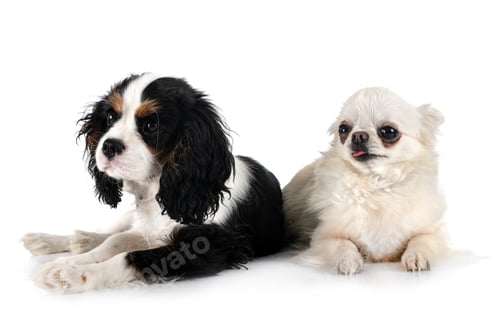 Preview: puppy cavalier king charles and chihuahua