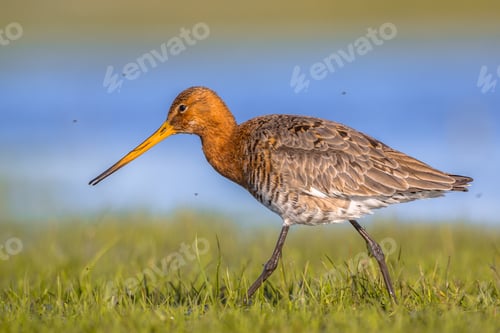 Preview: Close up of Black tailed Godwit wading through wetland