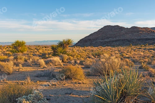 Preview: Evening Light in the Desert