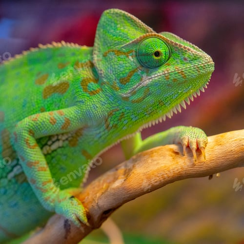 Preview: Closeup shot of the green chameleon in the zoo