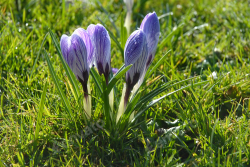 Preview: Crocus vernus Pickwick, wit early morning dew