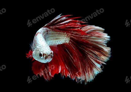 Preview: Colorful with main color of metallic white and red betta fish, Siamese fighting fish