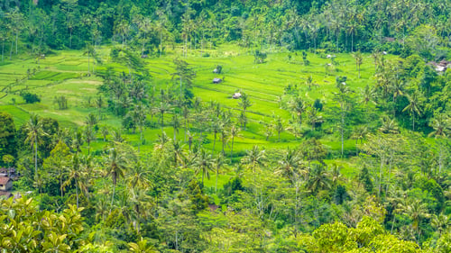 Preview: Rice tarraces and some huts between, Sidemen, Bali, Indonesia