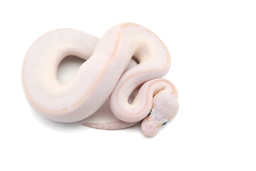 Preview: Snake Ball python isolated on white background