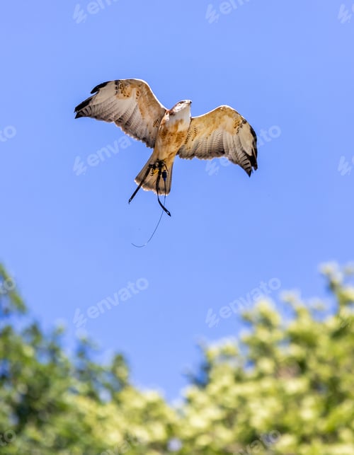 Preview: Falcon falco peregrinus flying on the blue sky view from bottom