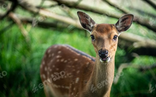 Preview: Close-up of a young deer standing in a lush green forest with a blurred background