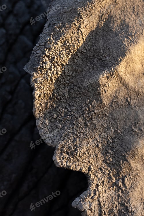Preview: Close-up of an elephants ear, Loxodonta africana.